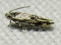 Melanocinclis lineigera