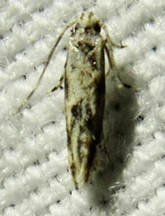 Melanocinclis lineigera