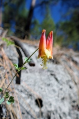 Aquilegia elegantula