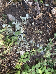 Phacelia mutabilis
