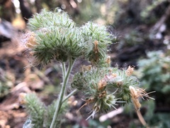 Phacelia mutabilis