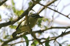 Pogoniulus chrysoconus