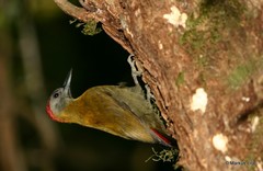 Chloropicus griseocephalus