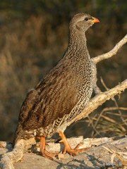 Pternistis natalensis