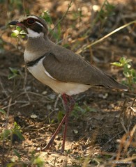 Rhinoptilus chalcopterus