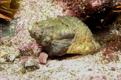 Agnewia tritoniformis