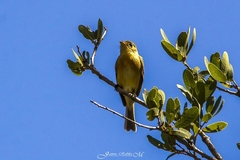 Empidonax fulvifrons