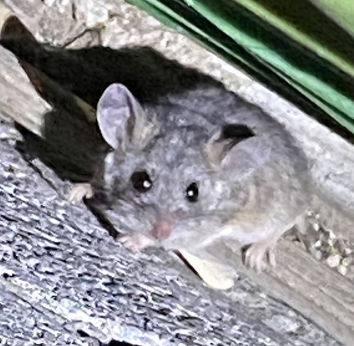iNaturalist observation photo of Cactus Deermouse