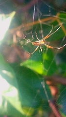 Leucauge argyra