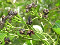 Stenosphenus sobrius