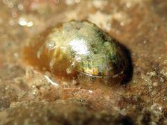 Vetigastropoda