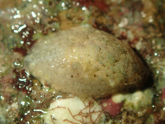 Vetigastropoda