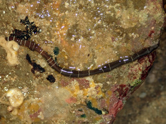 Tubulanus