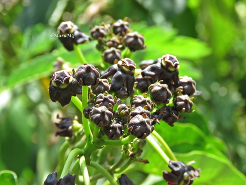 Talayote