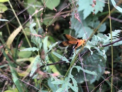 Holcojoppa bicolor