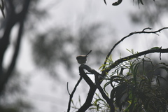 Malurus cyaneus