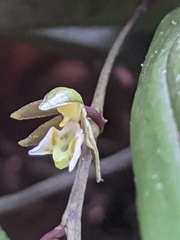 Plectorrhiza tridentata