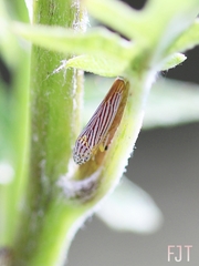 Graphocephala aurora