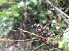Zanthoxylum schinifolium