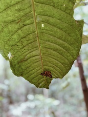 Odina hieroglyphica