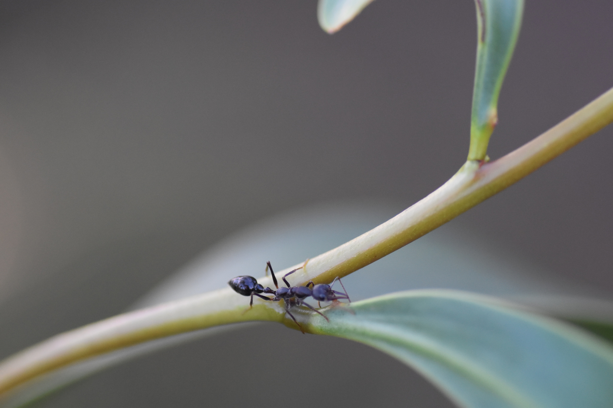 Myrmecia pyriformis