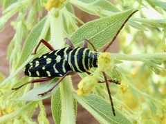 Placosternus difficilis