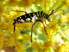 Placosternus difficilis