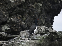 Leucocarbo magellanicus