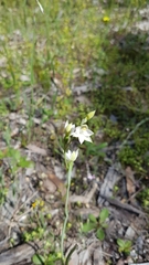 Thelymitra albiflora