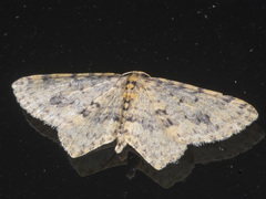 Poecilasthena scoliota