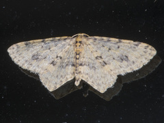Poecilasthena scoliota