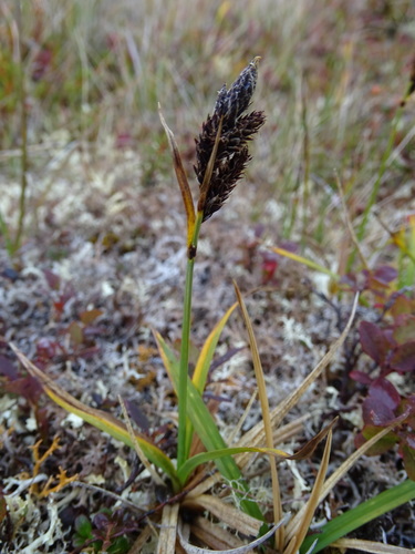Bering Sea sedge (Carex microchaeta ssp. nesophila)