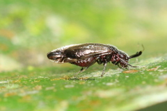 Insecta