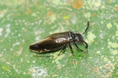 Insecta