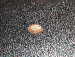 Image of Notoacmea subtilis