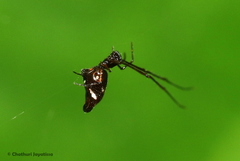 Argyrodes