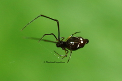 Argyrodes