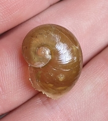 Megaustenia siamensis