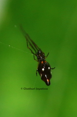 Argyrodes