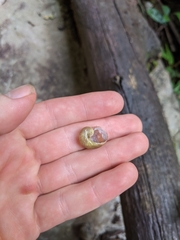 Megaustenia siamensis