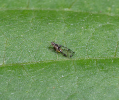 Sarucallis kahawaluokalani