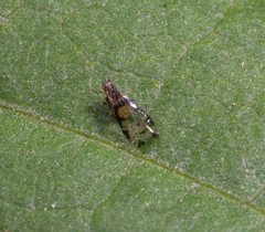 Sarucallis kahawaluokalani