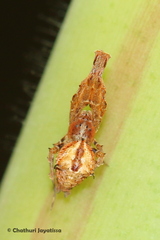 Uloboroidea