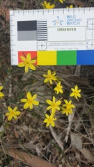 Tricoryne tenella