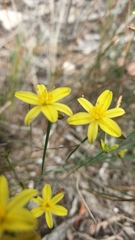 Tricoryne tenella