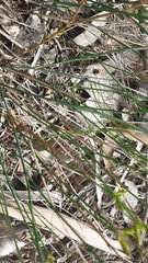 Tricoryne tenella