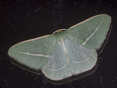 Chlorocoma stereota