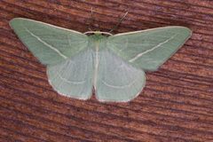Chlorocoma stereota