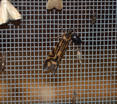 Macrostemum zebratum