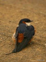 Cecropis senegalensis